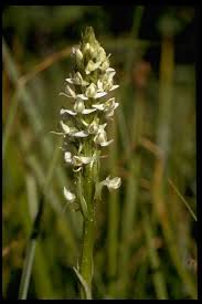 Image result for Polygala sparsiflora