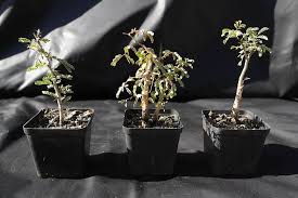 Image result for Acacia burkei