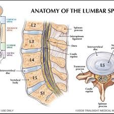 Atlas of bone in human anatomy. Anatomy Of The Spine With View Of The Disk From Anatomy Of The Lumbar Download Scientific Diagram