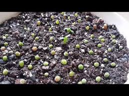 Molded by dry desert climates, they don't require much water or care and can survive extreme weather conditions. Youtube Cactus Seeds Seed Germination How To Grow Cactus