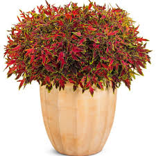 Image result for Coleus meyeri