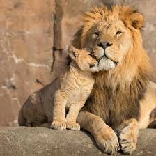 BBC Radio 4 - Radio 4 in Four - Nine roar-some facts about lions