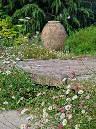 Image result for Erigeron karvinskianus