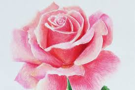 Immagini Da Disegnare Facili Una Rosa Colorata Con I Pastelli Disegni Facili Fiori Disegnati A Matita Disegni