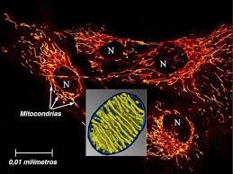 Nuestras mitocondrias pueden funcionar a 50 ºC