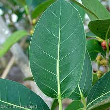 Image result for Ficus conraui