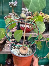 Image result for Stephania abyssinica