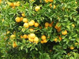 Image result for Citrus × limon