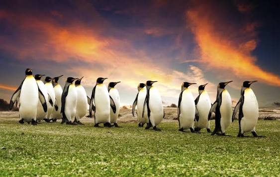 Best Falkland Islands New Island Tours in 2026