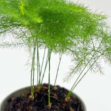 Image result for Asparagus pendulus