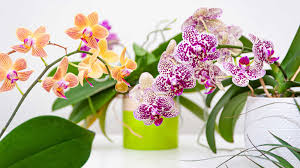 Image result for orchid cuttings