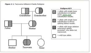 Solved The Predominant Inheritance Pattern For ß Thalasse