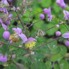 Image result for Thalictrum