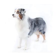 In fact, on the head, outside of the ears, on the front of the legs, and below the hocks of the dog, the hair is short and smooth. Australian Shepherd Dog Breed Profile Purina