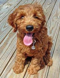 Ollie The Australian Labradoodle Labradoodle Puppy Australian Labradoodle Australian Labradoodle Puppies