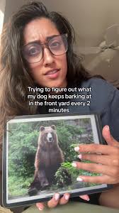 No wait you’re KIDDING not the Amazon guy????? #doghumor #dogcomedy  #australianshepherd #aussie #tricolor #humor #fyp #dogmom #dogowner  #barking #newgirlaudio #schmidt