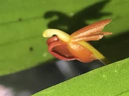 Image result for Vanilla crenulata