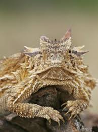 Horned Lizard Or Toad Rests On Tree Stump Cozad Ranch Linn Texas Usa Photographic Print Arthur Morris Art Com In 2020 Horned Lizard Lizard Toad