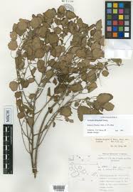 Image result for Acalypha caperonioides