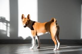 Anas bajensi is on facebook. Basenji Charakter Haltung Pflege Zooplus Hundemagazin