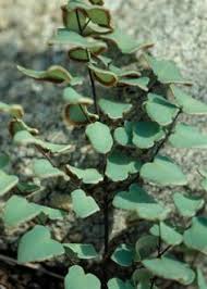 Image result for Pellaea dura