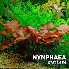 Image result for Nymphaea maculata