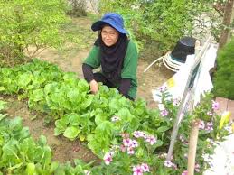 Ramuan rahasianya adalah ramuan pupuk + bahan organik yaitu. Kebun Komuniti Beri Pelbagai Manfaat