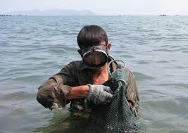 Kết quả hình ảnh cho ốc biển