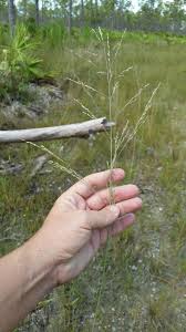 Image result for Eragrostis atrovirens