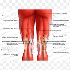 Tutorials and quizzes on muscles that act on the leg/ leg muscles (tibia & fibula), using interactive animations and labeled diagrams. Posterior Compartment Of Thigh Human Leg Muscles Of The Hip Knee Text Abdomen Png Pngegg