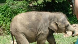 The kuala gandah elephant sanctuary, located near the krau wildlife reserve, was established in 1985 by the development of wildlife and national parks. Ketsa Eco Park National Elephant Conservation Centre Kuala Gandah