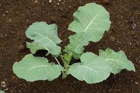 What are the best tips for growing broccoli? How To Save Broccoli Seeds Gardener S Path