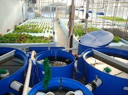 This aquaponics system is also known by names as ebb and flow or flood and. Aquaponics Systems The Simplest Way To Build At Home