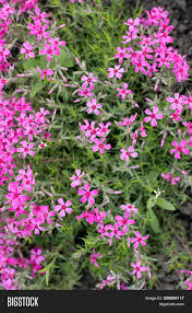 All pink flowers name with picture. Aubrieta Cultorum Image Photo Free Trial Bigstock