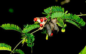 Image result for Abrus fruticulosus