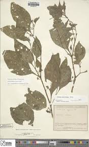 Image result for Achyrospermum ciliatum