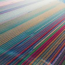 We did not find results for: The Holland Sea Of Flowers In Full Bloom Over 30 Million Tulips Pics
