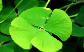 Gratis untuk komersial tidak perlu kredit bebas hak cipta. Green Clover Hd Foto Wallpaper Daun Semanggi Wallpaper Hd Wallpaperbetter