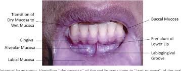 Image result for Labial mucosa
