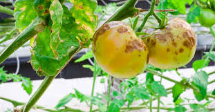 In north carolina, all pest control companies must have at least one licensed individual (licensee) on their staff. How To Identify And Fight Garden Fungal Disease