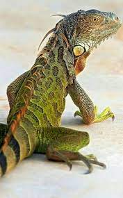 Me Gusta Esta Estetica Iguana Pet Reptiles Pet Green Iguana