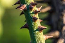 Succulent inside, their thick coats and succulent inside, their thick coats and nettles ensure predators cannot get to the sap inside, sap the plants literally collect in drops off the moisture in the air. Interesting Plant Defenses How Does A Plant Defend Itself From Predators