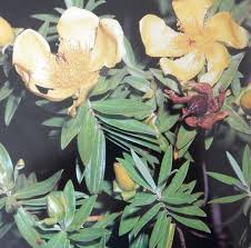 Image result for Kotschya aeschynomenoides