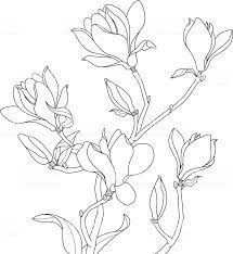Magnolia Blossoms Drawing Royalty Free Magnolia Stock Vector Flower Drawing Flower Painting Magnolia Blossom