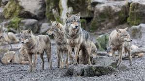 Check spelling or type a new query. Wolves Meme Generator Imgflip