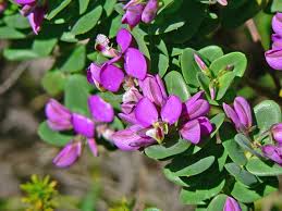 Image result for Polygala marensis