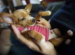 Akc chihuahua puppies for sale, beverly hills chihuahua,akc chihuahua puppies for sale we deliver to oregon, nevada, arizona, los angeles, las vegas, reno, southern california, northern orange county chihuahua rescue occasionally has dogs available for adoption fee is $50 each. A Tiny Chihuahua With A Huge Will To Survive Oregon Humane Society