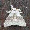 Mar 28, 2021 · the good thing about these insects is that they're really easy to raise to an adult. 1