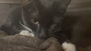Teen charged with animal cruelty after video shared on social media