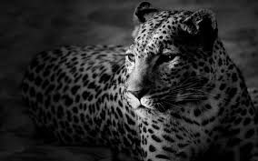 Check spelling or type a new query. Elegant Leopard Black And White Wallpaper Jaguar Pictures Leopard Wallpaper